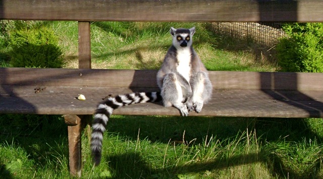 Lemur on bench